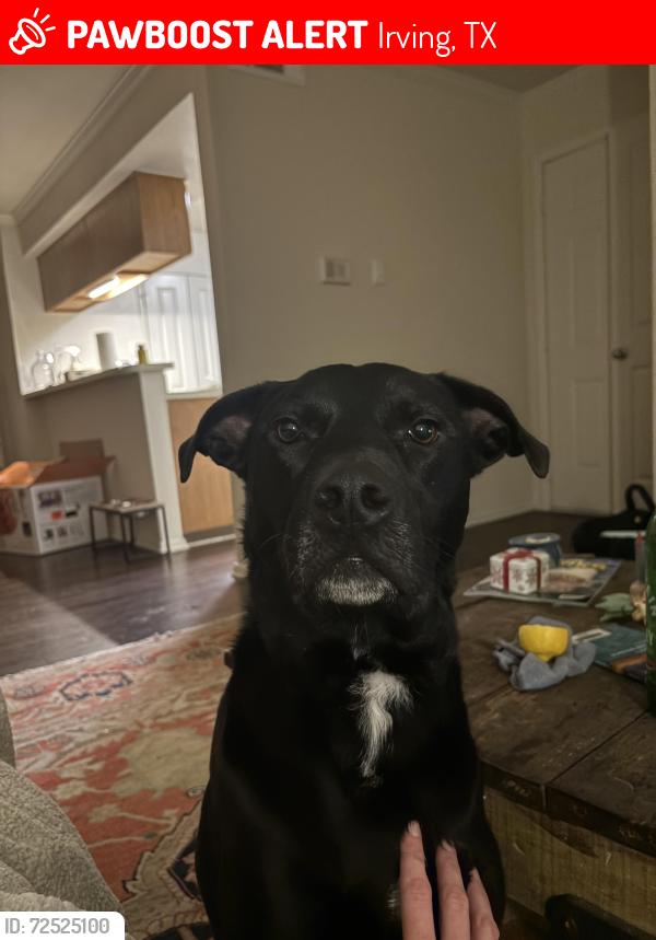 Lost Male Dog last seen Beltline , Irving, TX 75063