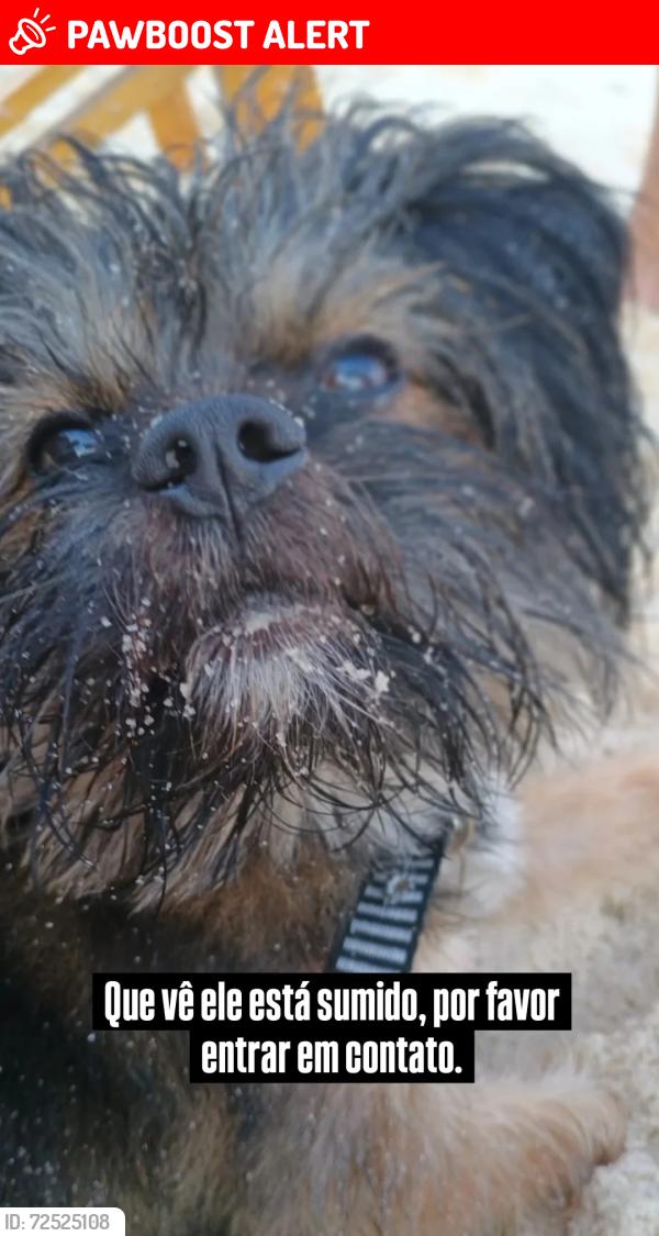 Lost Male Dog last seen Rua senador lameira Bittencourt 03 , Senador Vasconcelos, RJ 23085-140