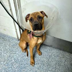Found/Stray Female Dog last seen Near  GAVIOTA AVE, LONG BEACH CA, 90805, Long Beach, CA 90805
