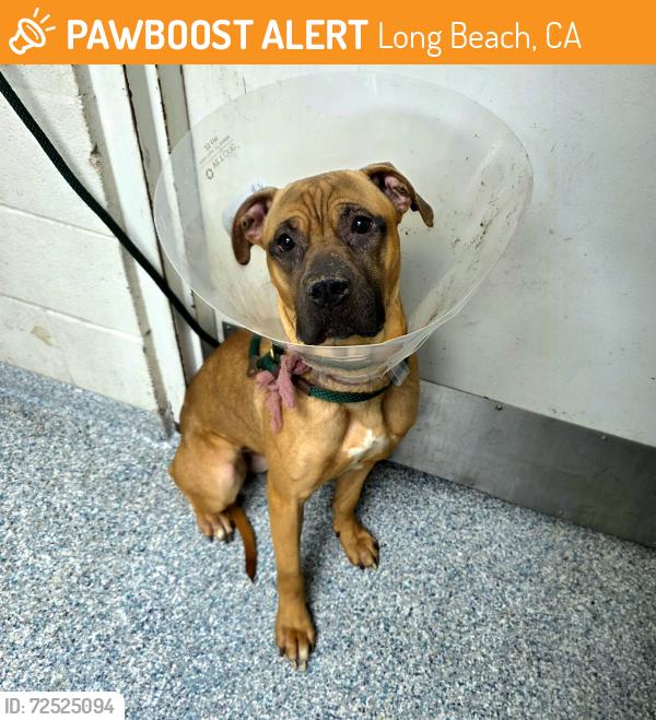 Found/Stray Female Dog last seen Near  GAVIOTA AVE, LONG BEACH CA, 90805, Long Beach, CA 90805