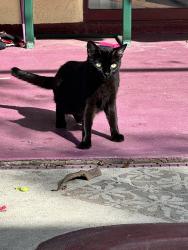 Lost Female Cat last seen Harbor town drive , Kissimmee, FL 34744