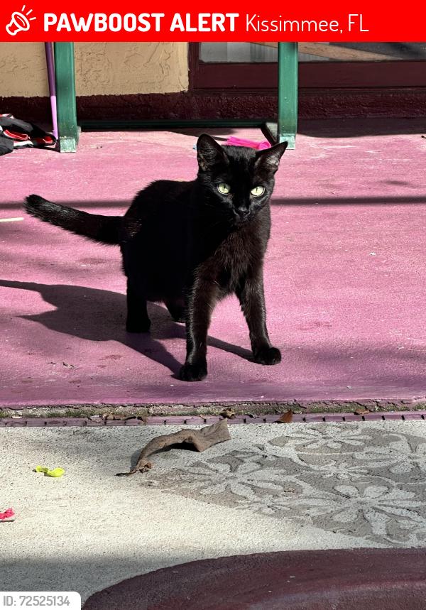Lost Female Cat last seen Harbor town drive , Kissimmee, FL 34744