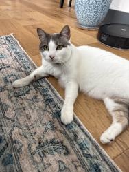 Lost Female Cat last seen Near SW 82 street, Miami, FL 33143