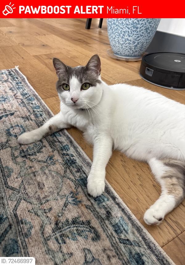 Lost Female Cat last seen Near SW 82 street, Miami, FL 33143