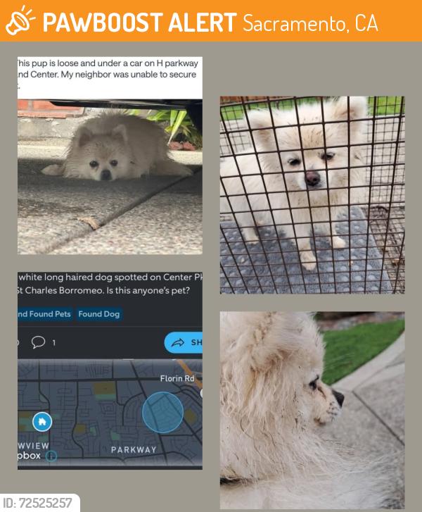 Found/Stray Unknown Dog last seen H PKWY & Southeast Pkwy, Sacramento, CA 95823