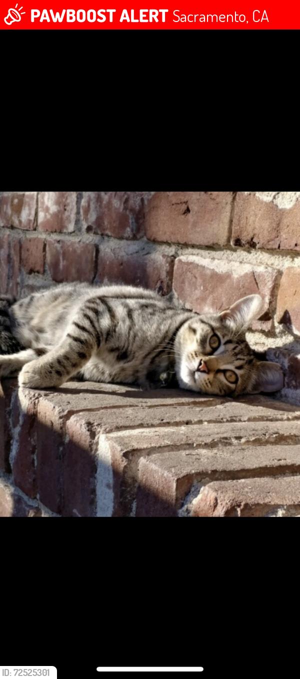 Lost Female Cat last seen 5th Ave./Freeport Blvd, Sacramento, CA 95818