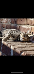 Lost Female Cat last seen 5th Ave./Freeport Blvd, Sacramento, CA 95818