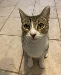 Lost Male Cat last seen Walker Rd and Valley Dr, Apopka, FL 32703