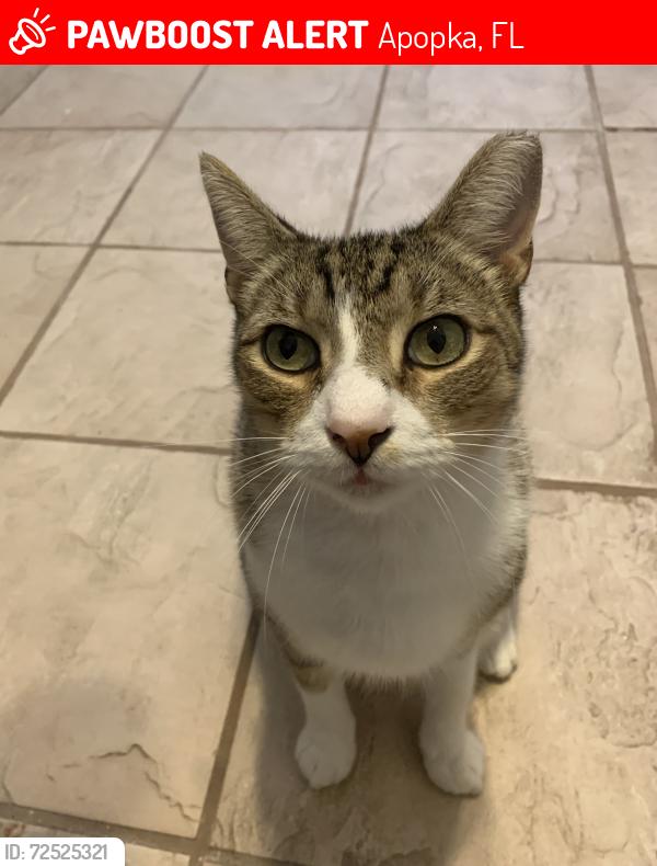 Lost Male Cat last seen Walker Rd and Valley Dr, Apopka, FL 32703