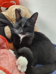 Lost Male Cat last seen Teviot road, corwen road, ash road, Tilehurst, England RG30 4SP