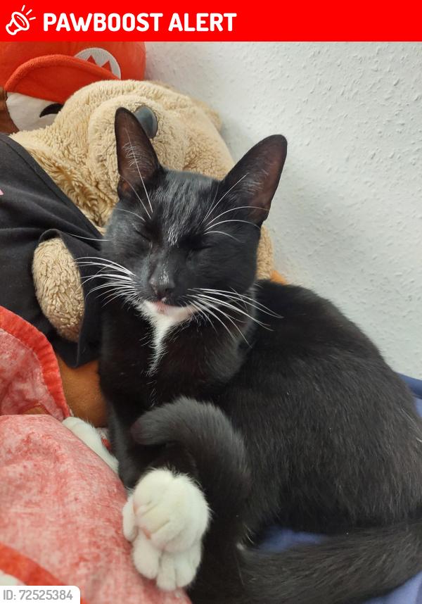 Lost Male Cat last seen Teviot road, corwen road, ash road, Tilehurst, England RG30 4SP