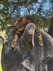 Lost Male Cat last seen King Ridge Rd, Cazadero, Ca, Cazadero, CA 95421