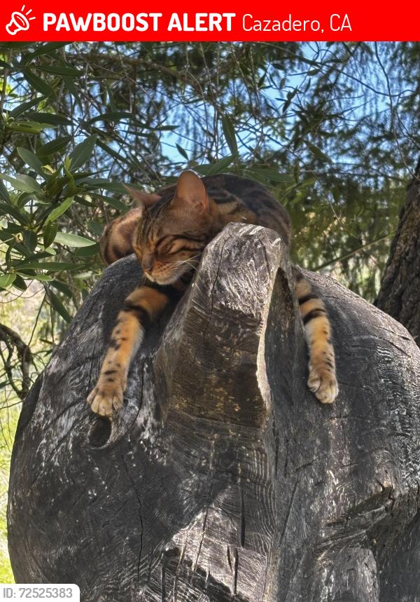 Lost Male Cat last seen King Ridge Rd, Cazadero, Ca, Cazadero, CA 95421