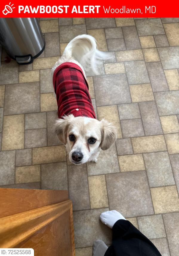 Lost Female Dog last seen Baltimore st/ ingleside ave, Woodlawn, MD 21207
