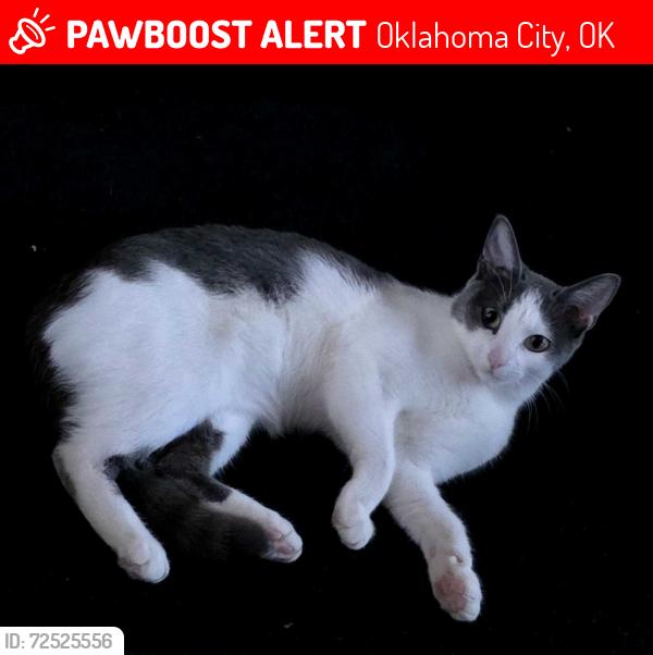 Lost Female Cat last seen Near N Westminster Rd Jones, OK 73049, Oklahoma City, OK 73120