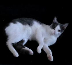 Lost Female Cat last seen Near N Westminster Rd Jones, OK 73049, Oklahoma City, OK 73120