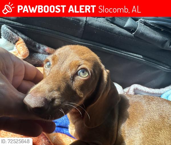 Lost Female Dog last seen Near Chestnutt Road, Slocomb Alabama , Slocomb, AL 36375