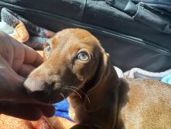 Lost Female Dog last seen Near Chestnutt Road, Slocomb Alabama , Slocomb, AL 36375