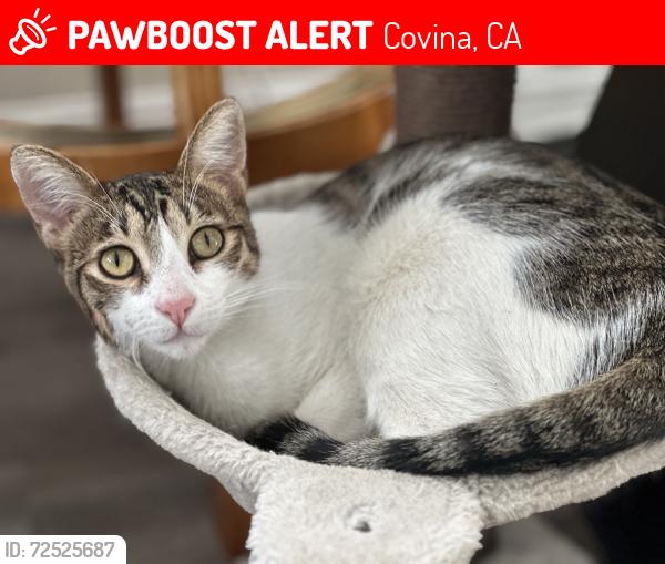 Lost Male Cat last seen Cienega and Glendora Ave, Covina, CA 91724