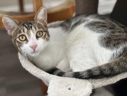 Lost Male Cat last seen Cienega and Glendora Ave, Covina, CA 91724