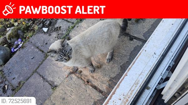 Lost Male Cat last seen Guildford avenue, Swindon, England SN3 1HU