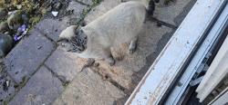 Lost Male Cat last seen Guildford avenue, Swindon, England SN3 1HU