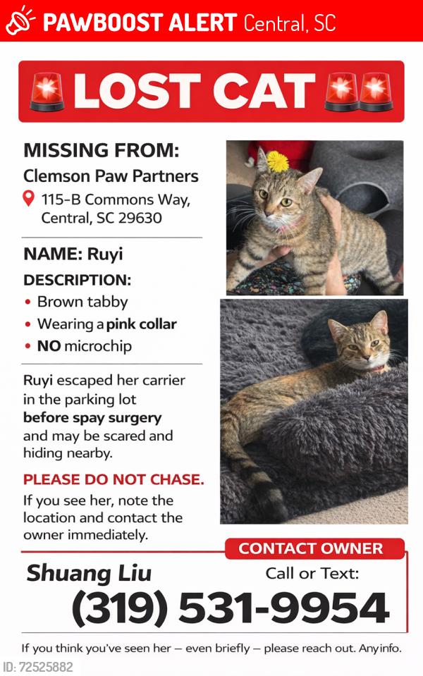 Lost Female Cat last seen 105b commons way, central , Central, SC 29630