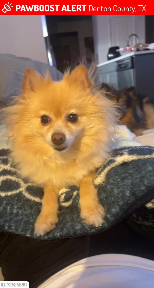 Lost Female Dog last seen High grade Dr & kayak st, Denton County, TX 76227