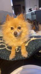 Lost Female Dog last seen High grade Dr & kayak st, Denton County, TX 76227