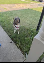 Lost Female Dog last seen Winthrop st, Detroit, MI 48227
