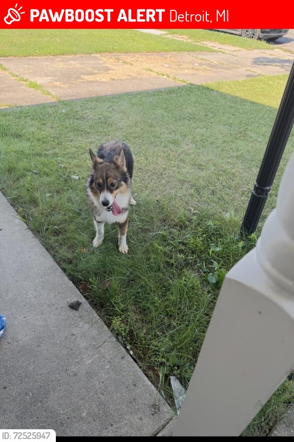 Lost Female Dog last seen Winthrop st, Detroit, MI 48227