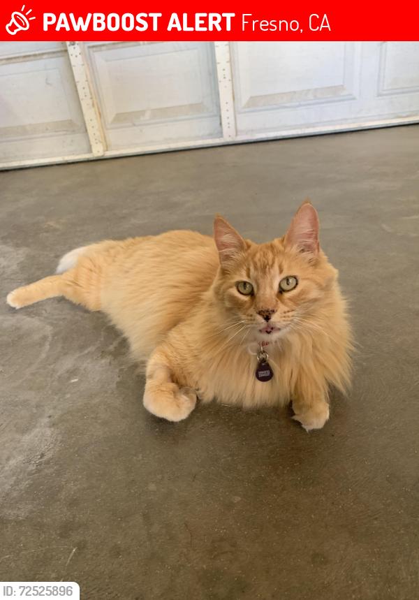 Lost Male Cat last seen Fresno, CA near West off of Normal which is between McKinley and Clinton, Fresno, CA 93705