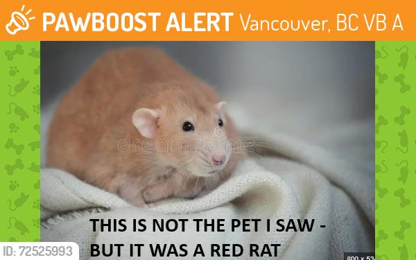 Found/Stray Unknown Other last seen the alley at the side of Holy Rosary Cathedral, Vancouver, BC V6B 3A3
