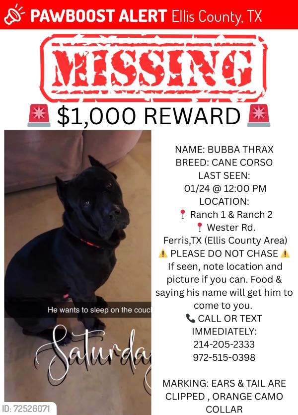 Lost Male Dog last seen Wester Rd , Ellis County, TX 75125