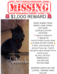 Lost Male Dog last seen Wester Rd , Ellis County, TX 75125