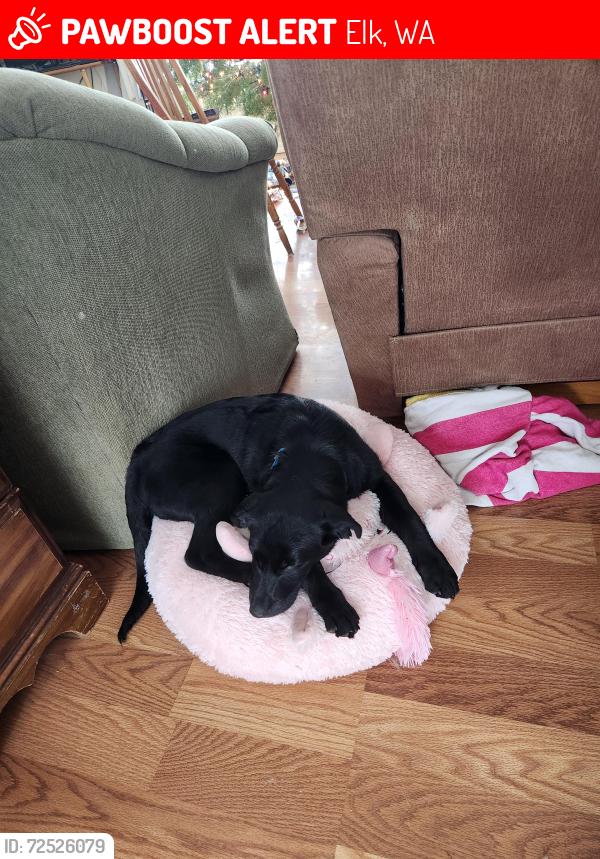 Lost Male Dog last seen Miller's Stop , Elk, WA 99009