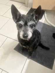 Lost Female Dog last seen Romeo Cir Kissimmee FL 34746, Kissimmee, FL 34746