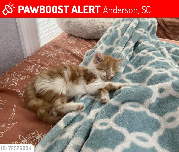Lost Female Cat last seen Monroe St. Anderson SC,29624, Anderson, SC 29624