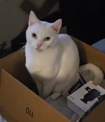 Lost Male Cat last seen Genesee Ave & Bannock Ave, San Diego, CA 92117