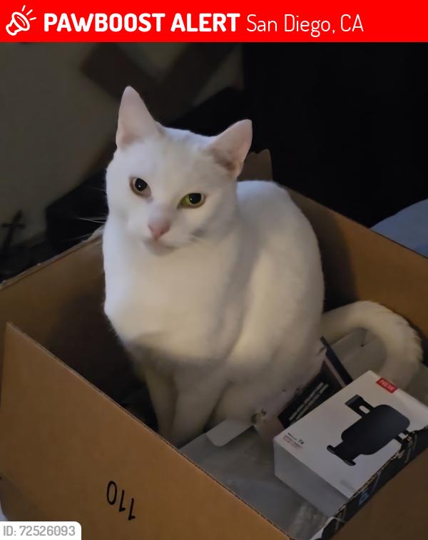 Lost Male Cat last seen Genesee Ave & Bannock Ave, San Diego, CA 92117