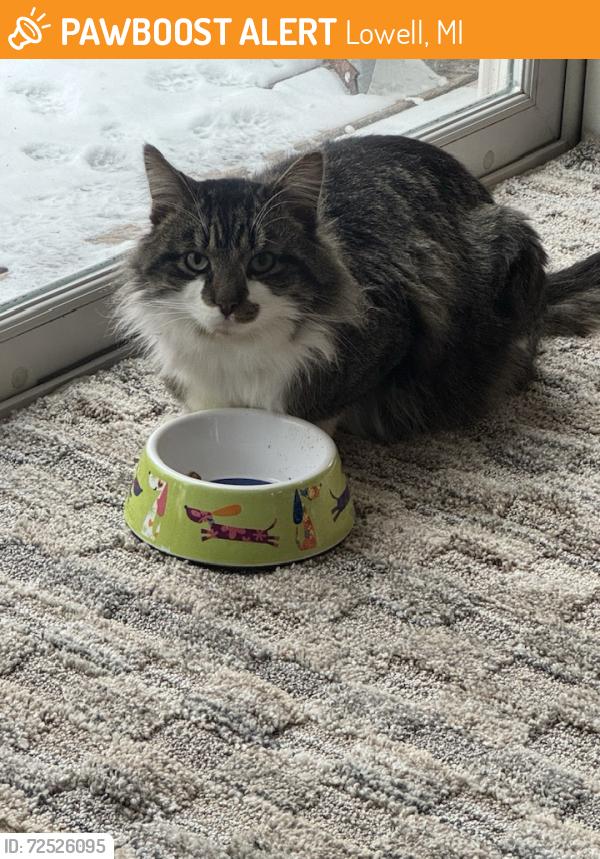 Found/Stray Unknown Cat last seen grindle/rolling creek, Lowell, MI 49331