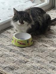 Found/Stray Unknown Cat last seen grindle/rolling creek, Lowell, MI 49331