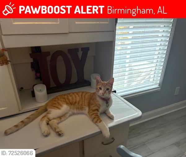 Lost Male Cat last seen 34st Street and 7th Court South, Birmingham, AL 35222
