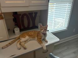 Lost Male Cat last seen 34st Street and 7th Court South, Birmingham, AL 35222