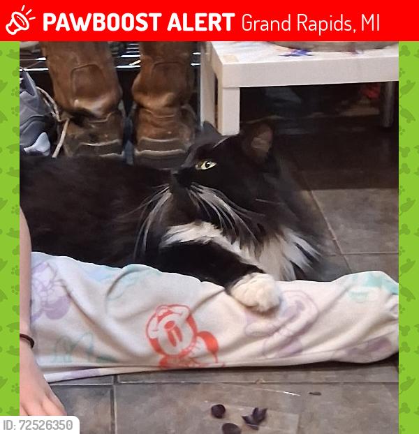 Lost Male Cat last seen Near Plymouth Ave NE , Grand Rapids, MI 49505