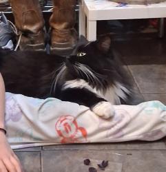 Lost Male Cat last seen Near Plymouth Ave NE , Grand Rapids, MI 49505