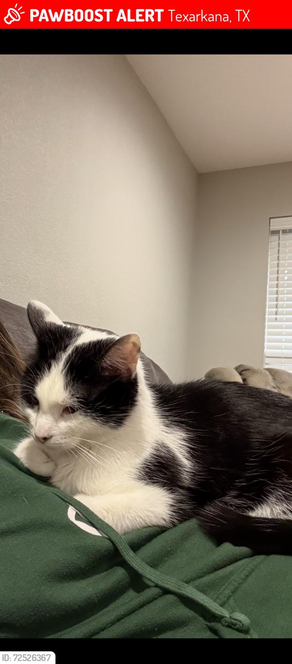 Lost Female Cat last seen Howell Lane, and Farren Road, Texarkana, TX 75503