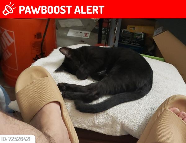 Lost Female Cat last seen Heil and Trudy (near Springdale) , Huntington Beach, CA 92647