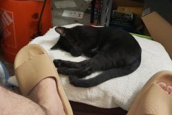 Lost Female Cat last seen Heil and Trudy (near Springdale) , Huntington Beach, CA 92647