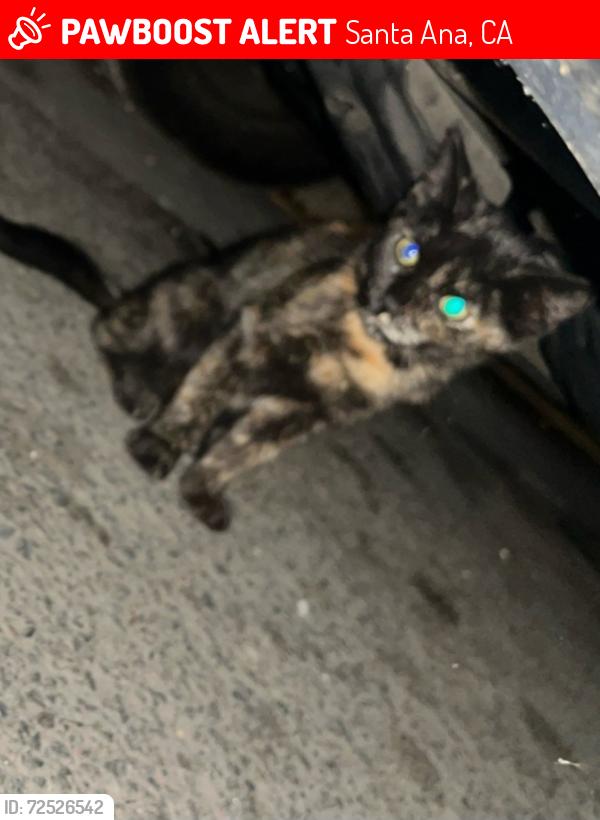 Lost Female Cat last seen Near , Santa Ana, CA 92701